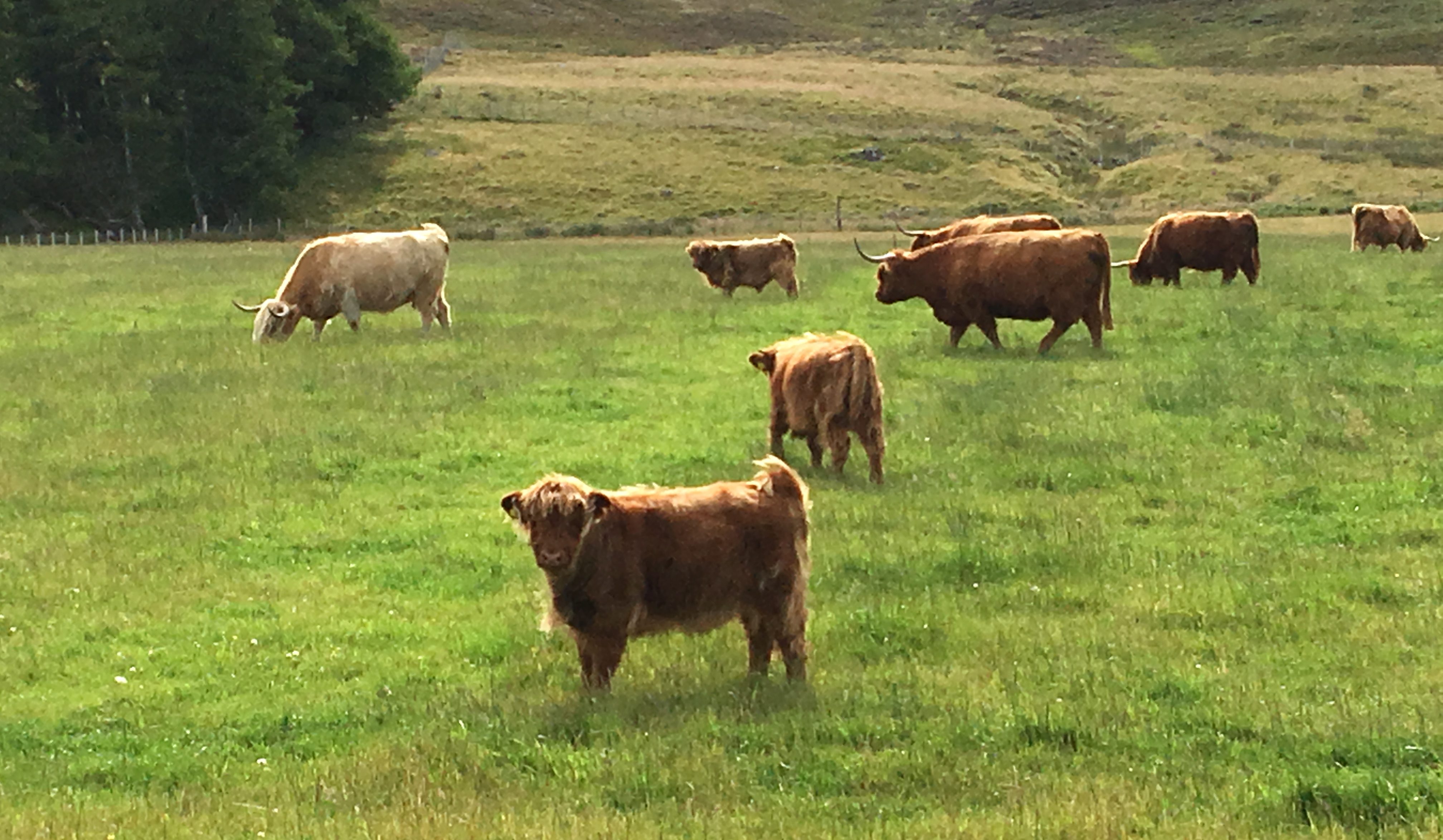 Schottisches Hochlandrind, (auch Highland Cattle oder Kyloe)