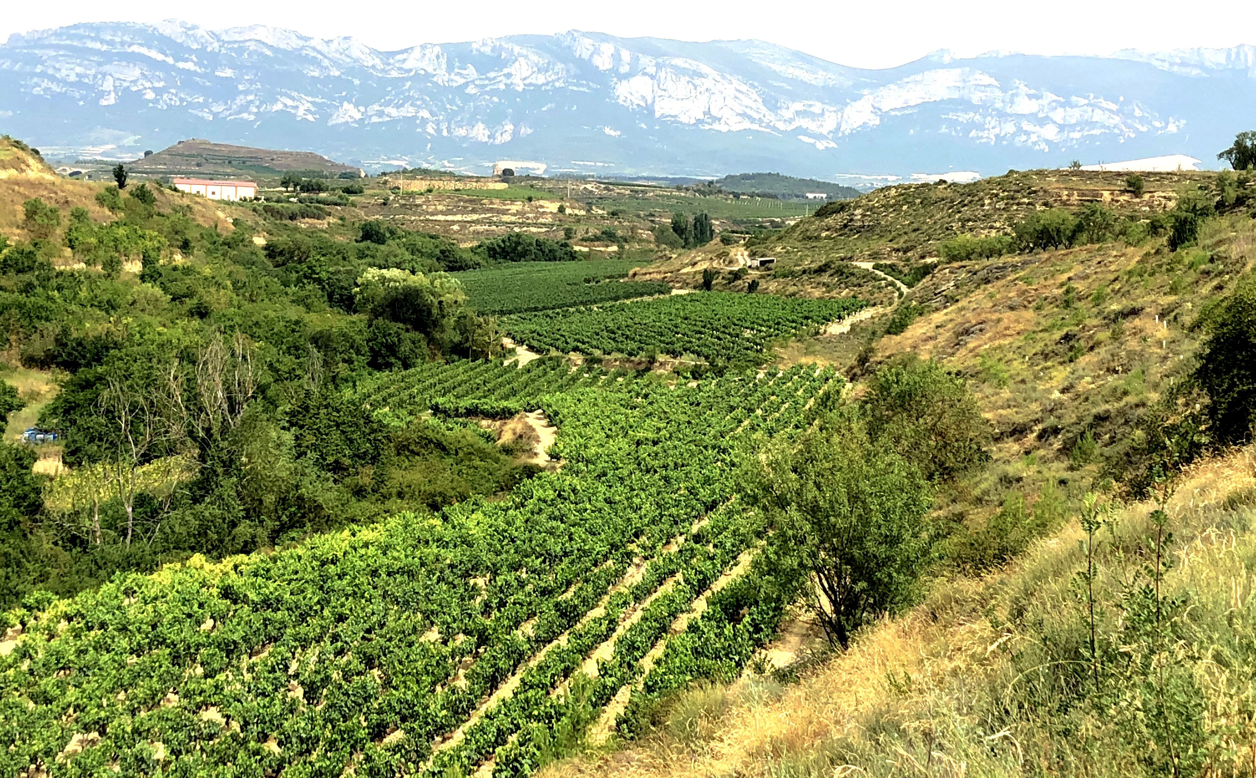 Weinanbau im Rioja-Tal