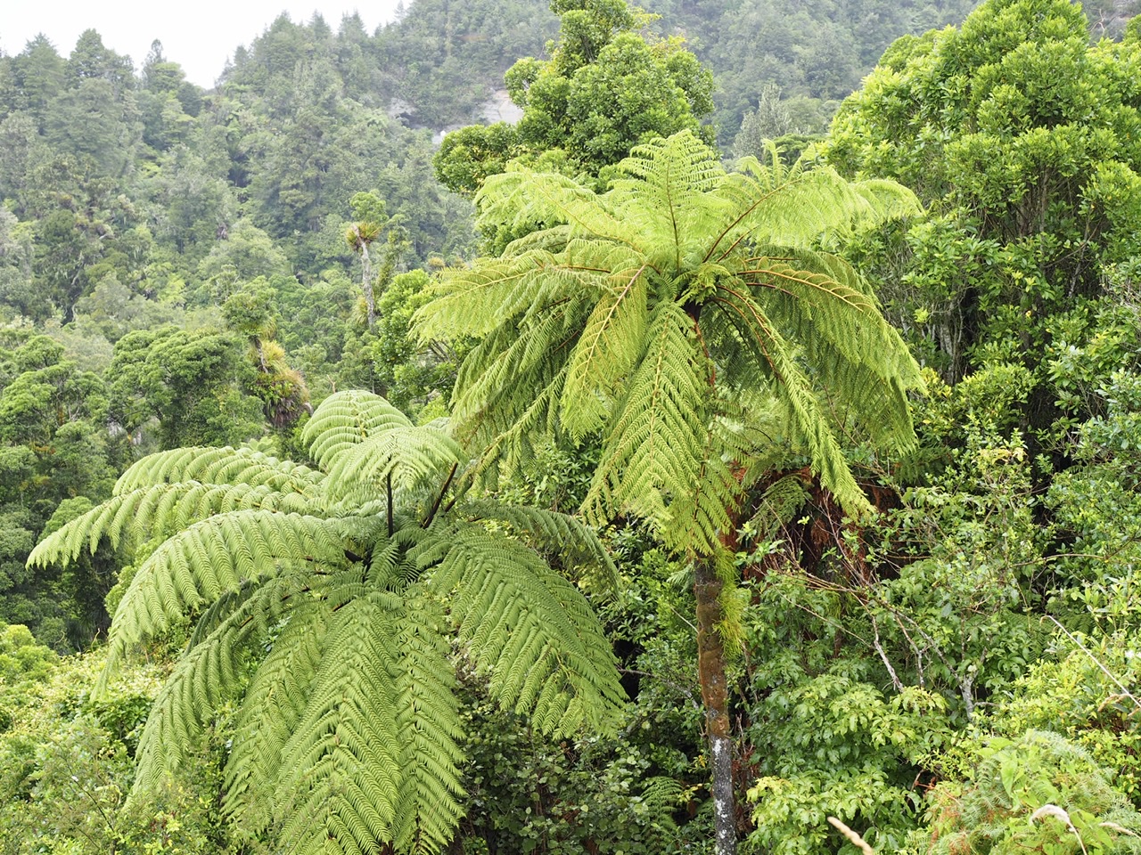 Flora am Wegesrand des Highway 3 hinter Mokau