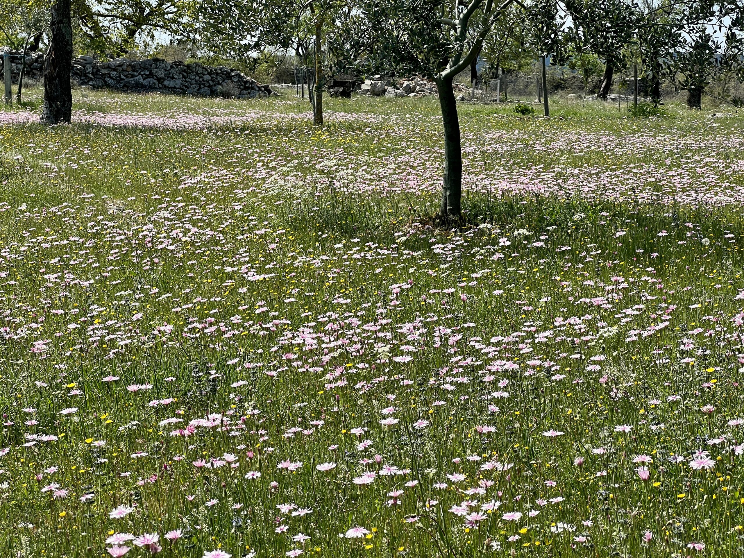 Blumenwiese
