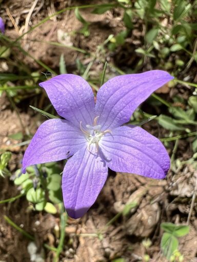 Farbiges am Wegesrand