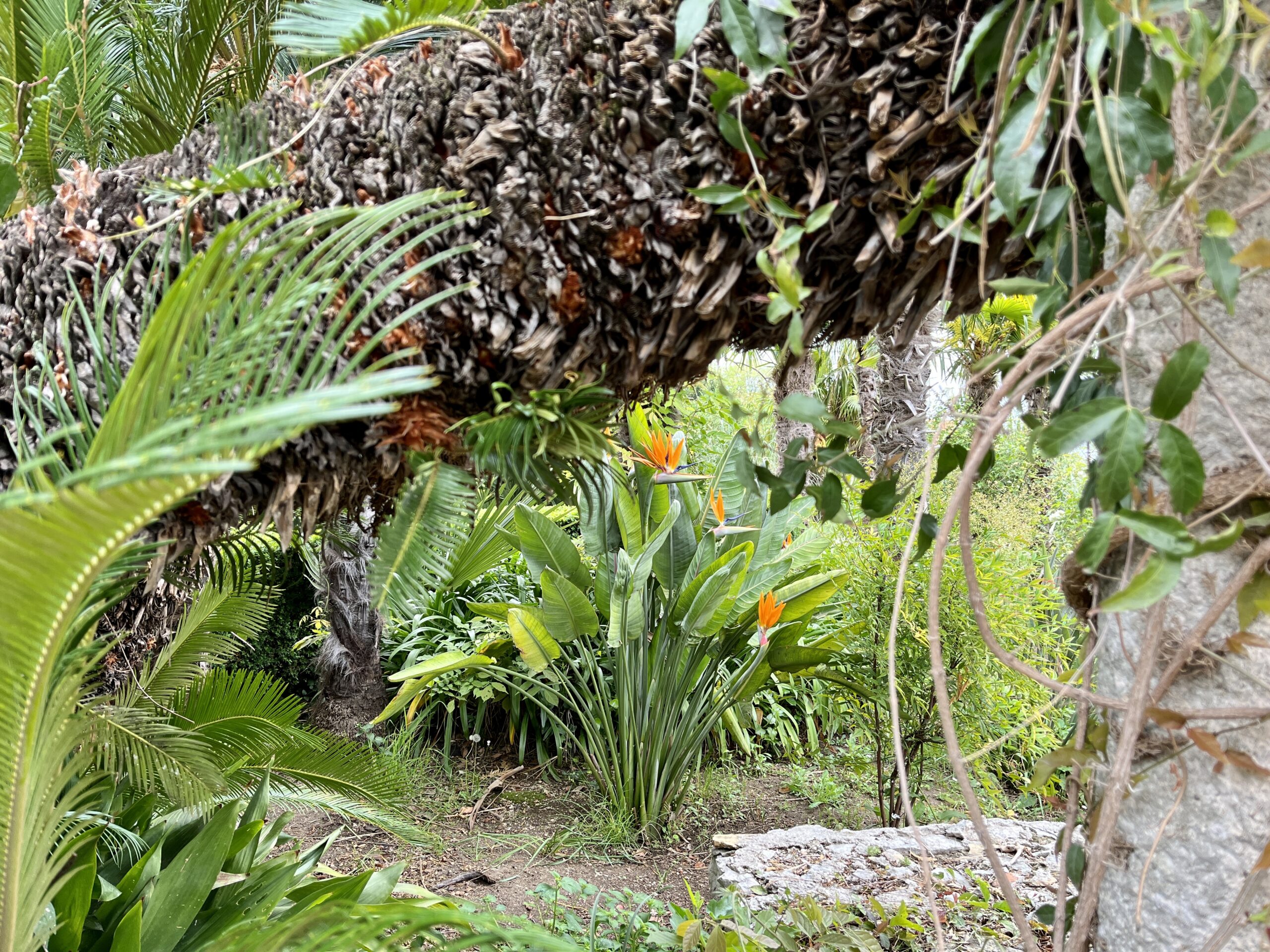 Strelitzien leicht versteckt