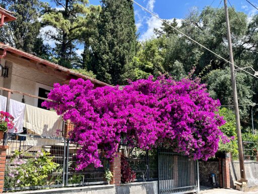 Paleokastritsa - Bougainvillea