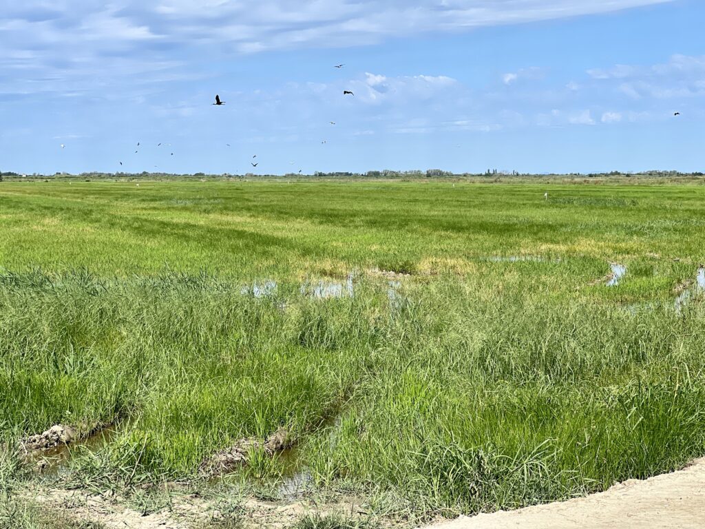 Reisanbau in der Camargue