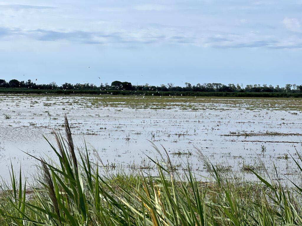 Typische Sumpffläche in der Camargue