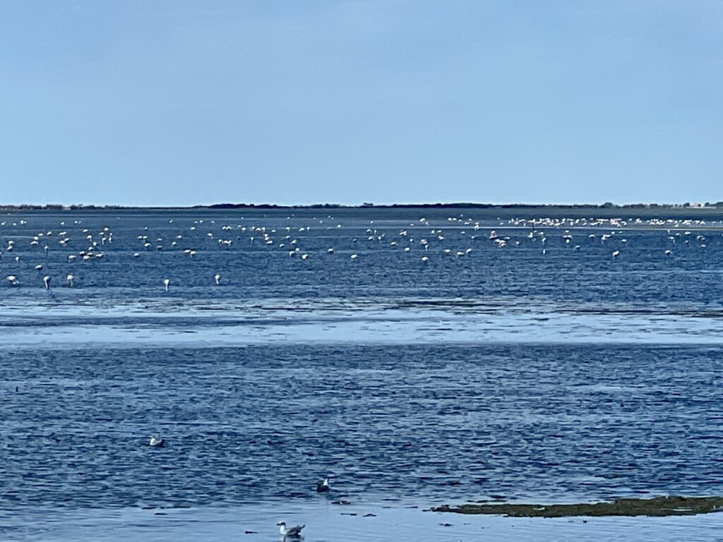 Flamingos in der Lagune Étang de Vaccarès