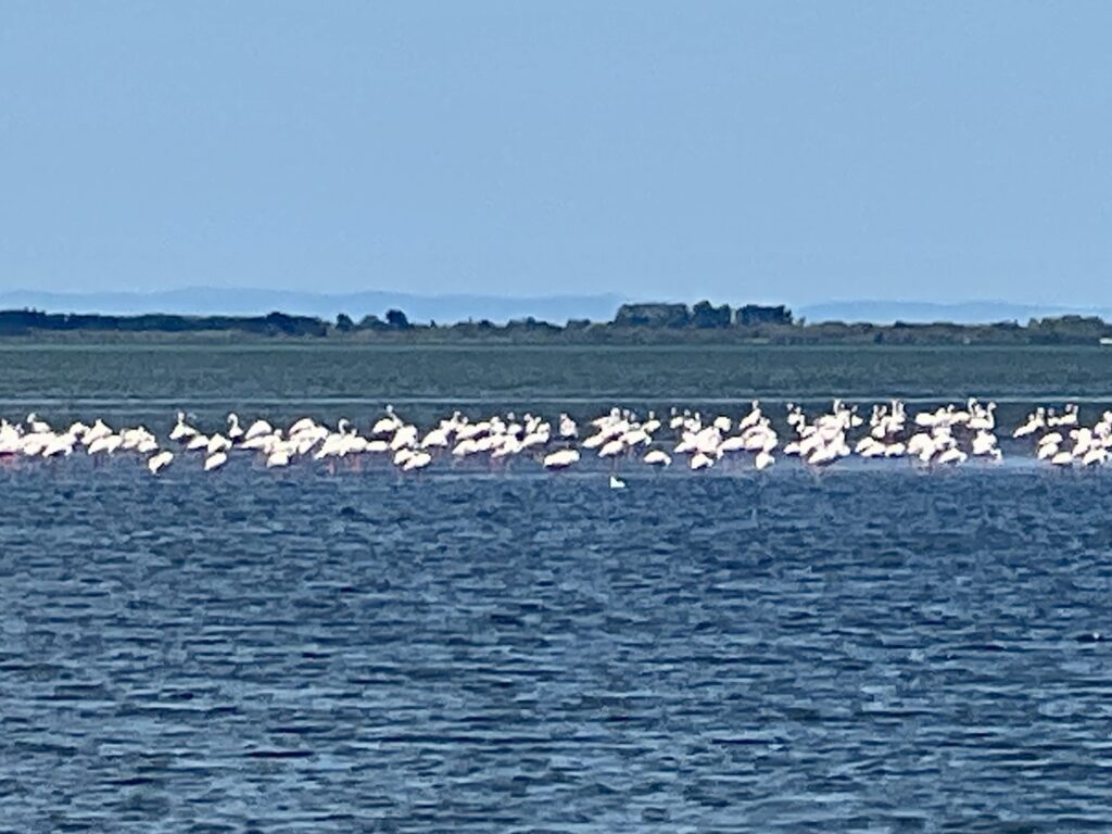 Jede Menge Flamingos in der Lagune
