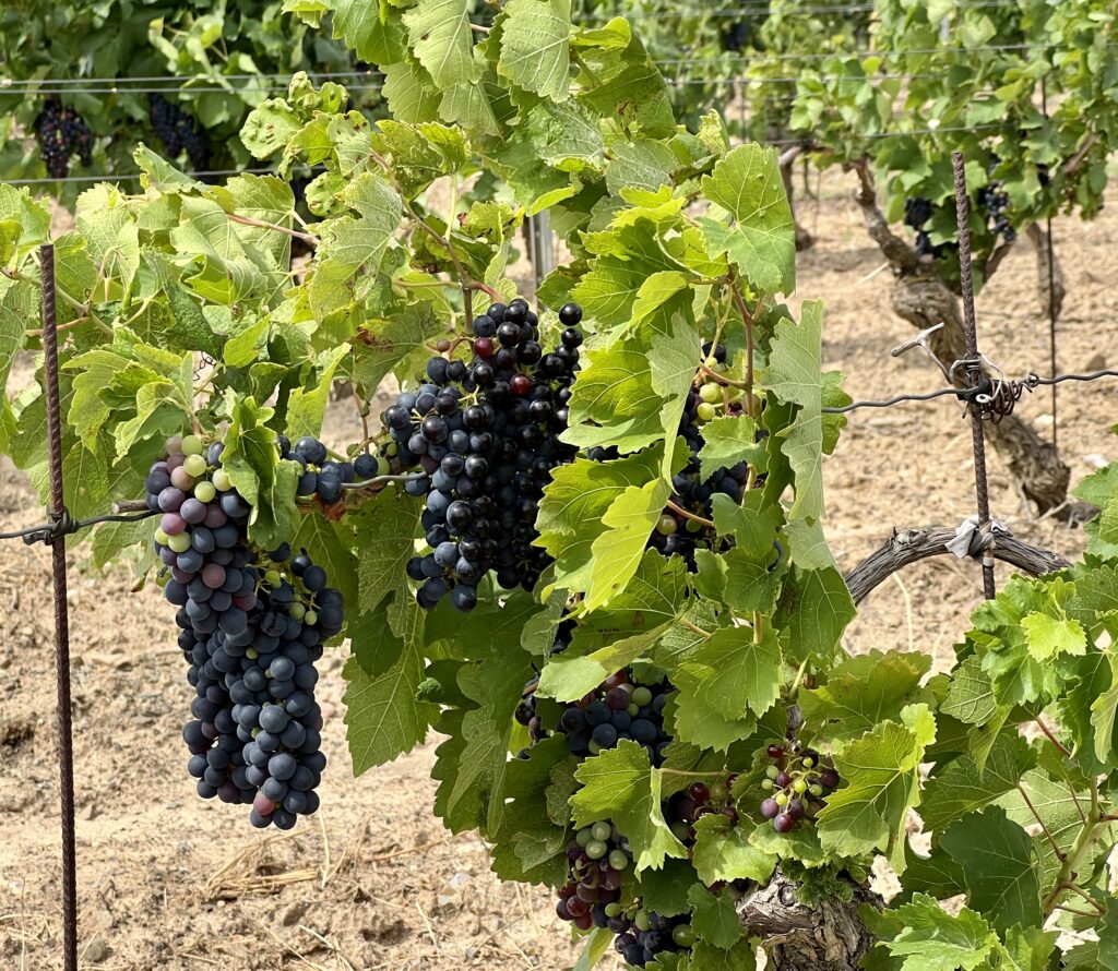 Weinregion Côtes du Roussillon
