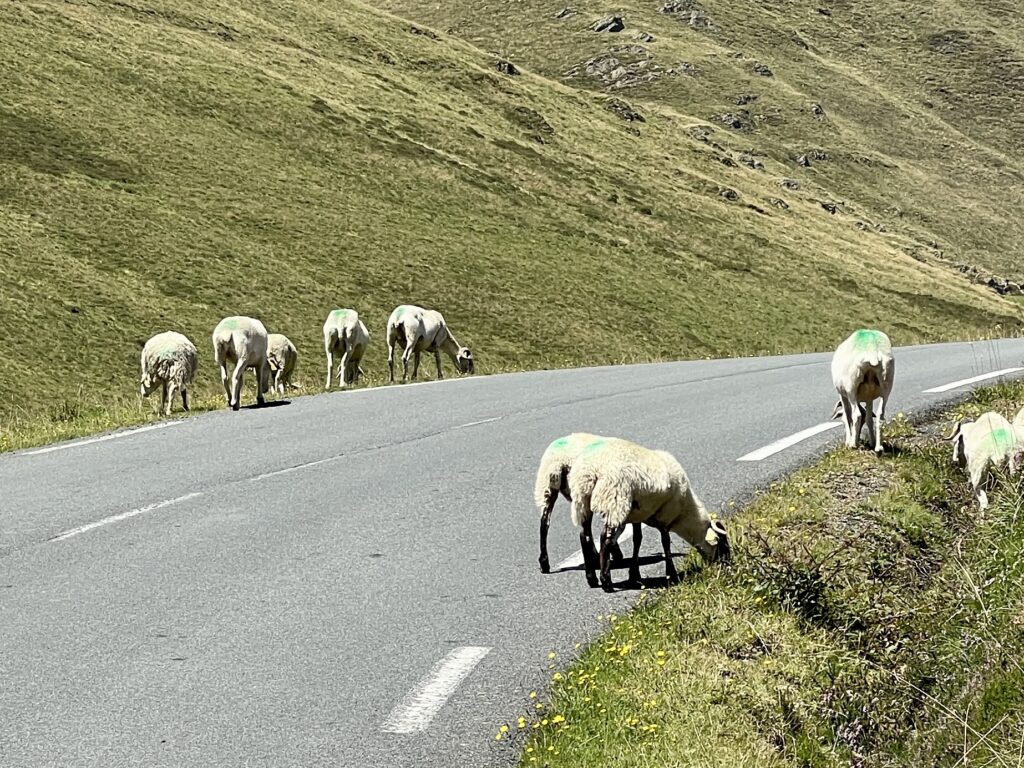 Vierbeinige Verkehrsteilnehmer … Schafe