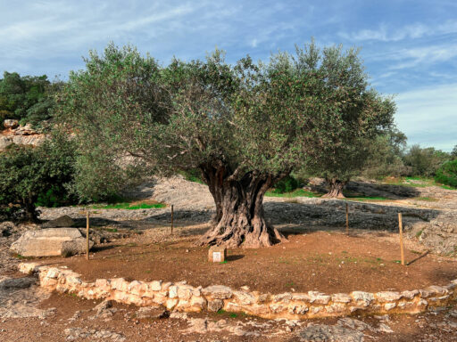 Olivenbaum aus dem Jahre 908 nahe dem Pont du Gard